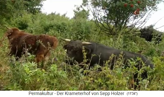 Krameterhof von Sepp Holzer,
                    Rinder grasen eine Koppel ab