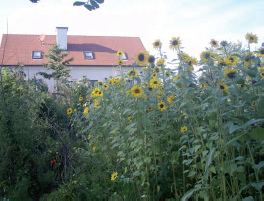 Der Holzerhof in Jennersdorf mit Sonnenblumen