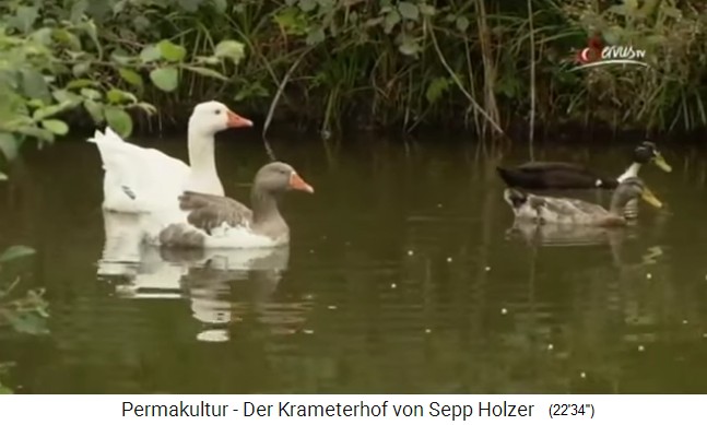 estanque de patos en el
                    Krameterhof por Sepp Holzer, uno de los 72