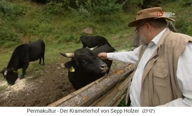 Sepp Holzer
                    con sus vacas