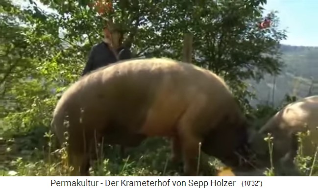 Cerdos Duroc de Sala Suaba (Schw�bisch
                    Hall) de Sepp Holzer - un verraco en su granja pesa
                    hasta 460 kg