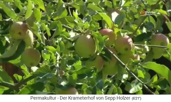 La granja
                    Krameterhof por Sepp Holzer: las manzanas crecen en
                    abundancia que normalmente solo crecen en las
                    tierras bajas