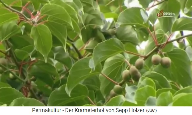 La granja
                    Krameterhof por Sepp Holzer: kiwis crecen en
                    abundancia que normalmente solo crecen en Australia
                    y Nueva Zelanada