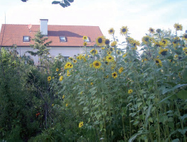 La "Granja de Holzer"
                  ("Holzerhof) en la localidad de Jennersdorf en
                  "Pa�s de Castillos" ("Burgenland")
                  con girasoles