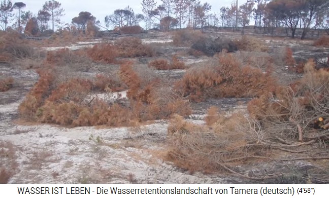 Region Tamera
                    (Portugal): Wald mit hartem Boden ohne
                    Bodenvegetation 2007