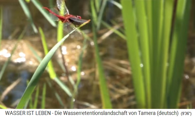 Tamera (Portugal) mit See 1 mit Libelle
                    am Schilf