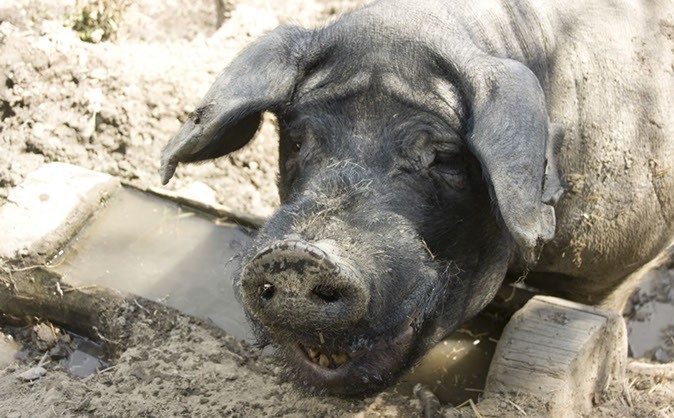 Un cerdo macho Oskar en la
                    granja Kramterhof de Sepp Holzer