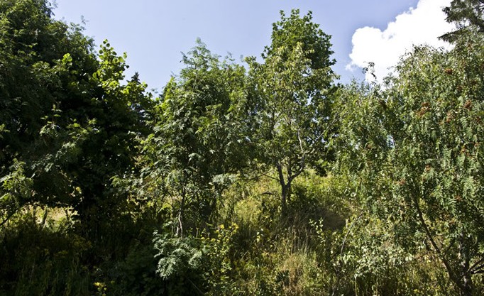 Krameterhof von Sepp
                    Holzer: Waldgarten auf Terrassen angelegt