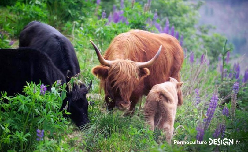 La granja Krameterhof de Sepp Holzer: El ganado
                    y las vacas pastan en pastos empinados
