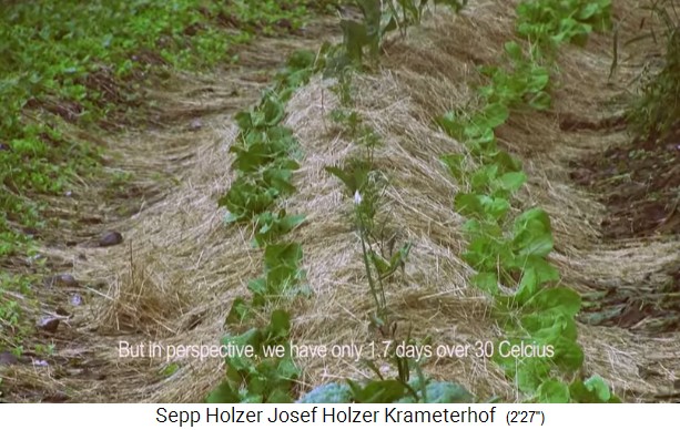 Krameterhof: Hügelbeet mit Strohmulch