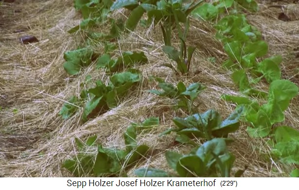 La granja Krameterhof de Sepp Holzer: bancal de
                    colina con mantillo de paja, primer plano