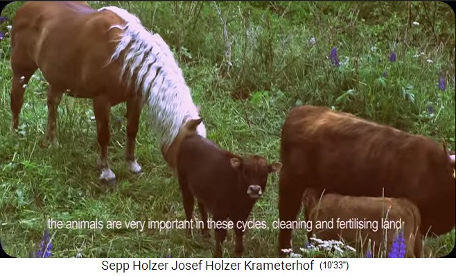 Granja Krameterhof de Sepp Holzer: Caballo con
                    ganado pastando juntos en el bosque del medio