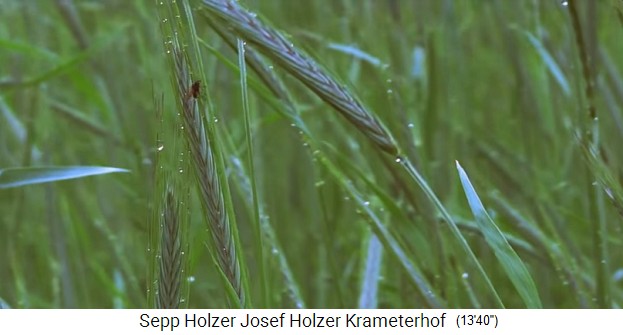 Granja Krameterhof de Sepp Holzer con grano de
                    centeno justo antes de la cosecha, primer plano