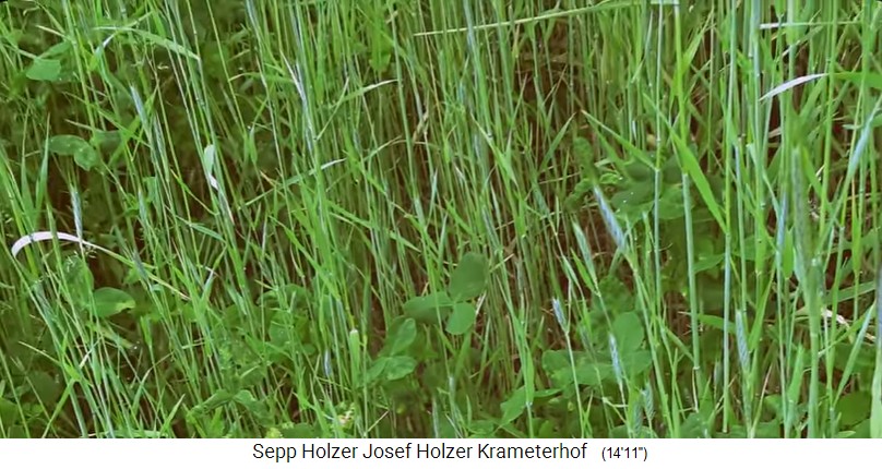 Krameterhof mit
                    Roggengetreide kurz vor der Ernte, da wächst Klee am
                    Boden [reichert den Boden mit Stickstoff an]