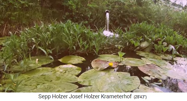 Granja Krameterhof de Sepp
                    Holzer, estanque de nenúfares