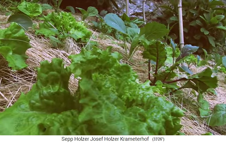 Krameterhof von Sepp Holzer:
                    Flachlandgemüse wächst im Mikroklima an einer
                    Felswand mit Strohmulch