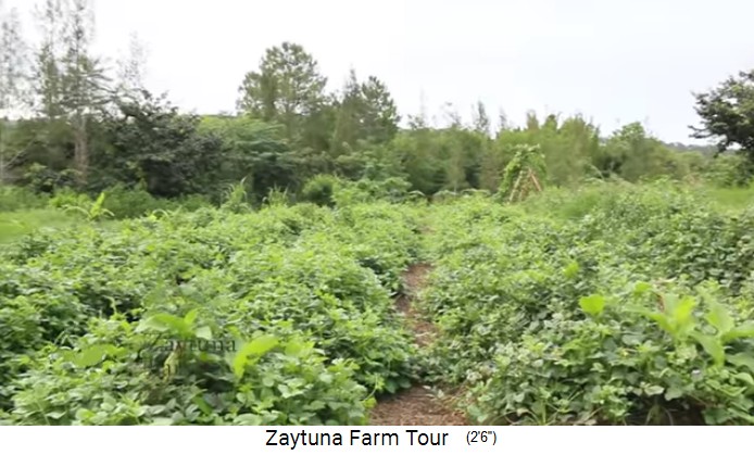 Zaytuna Farm, kitchen garden with high beds
