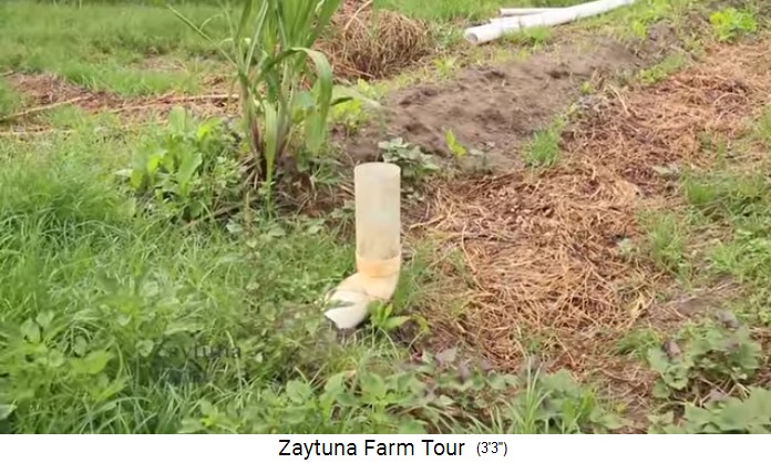 Zaytuna
                    Farm, movable spillover