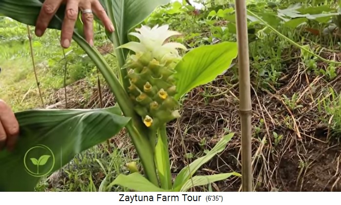 Zaytuna Farm (Australia), curcuma flower