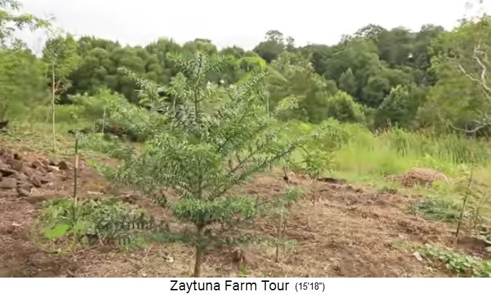 Zaytuna-Farm (Australien), field
                    is cleaned by chickens