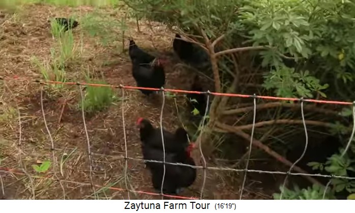 Zaytuna
                    Farm (Australia), chicken are cleaning forest garden
                    field, zoom