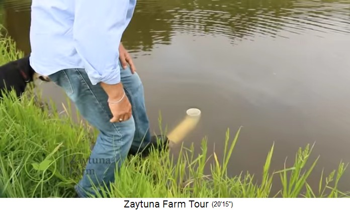 Zaytuna-Farm (Australien), overspill
                    of the ricefield