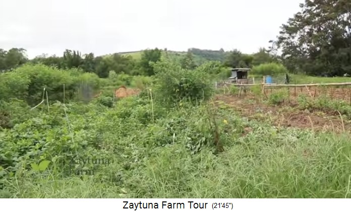 Zaytuna Farm (Australia), vegetable planting
                    beds with grown vegetables and naked earth dams