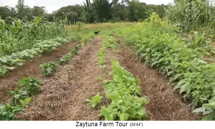 Zaytuna
                    Farm, vegetable planting beds in dams with corn and
                    salads with straw mulch