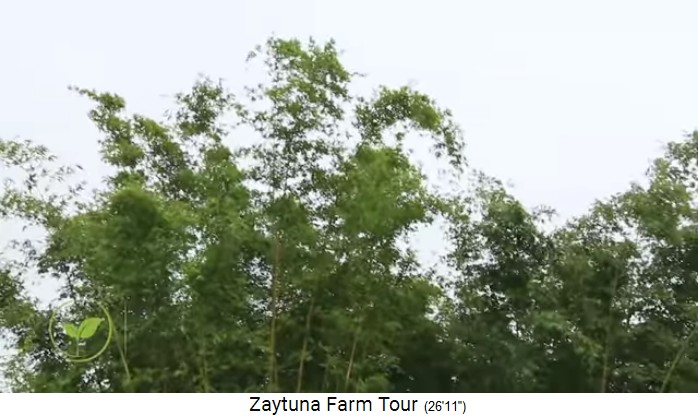Zaytuna-Farm (Australien), bamboo
                    forest 02, the tops