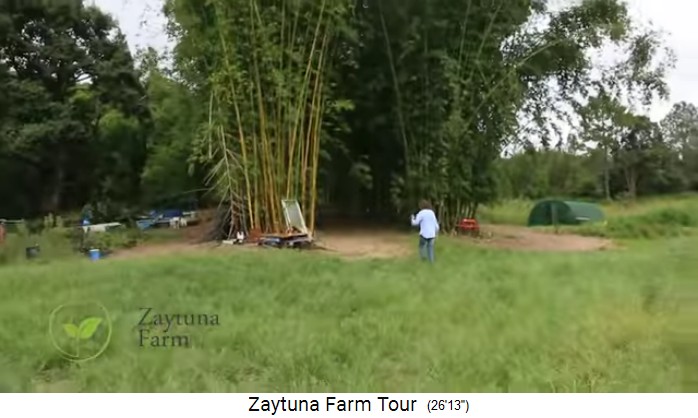 Zaytuna-Farm
                    (Australien), bamboo forest 03, the entrance with a
                    pointed arch