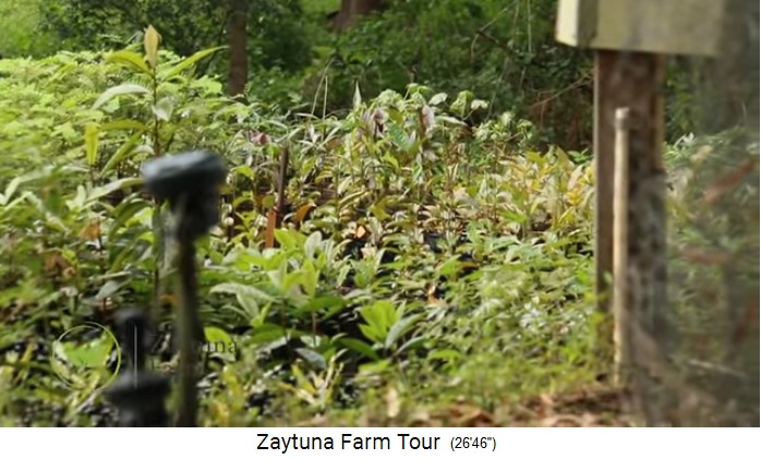 Zaytuna-Farm (Australien), tree nursery