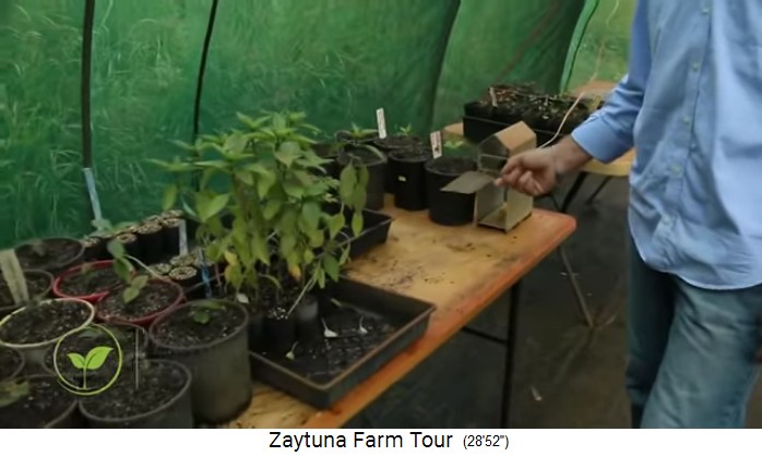 Zaytuna-Farm (Australien), seedlings tent with
                    many seedlings and automatic watering sensor