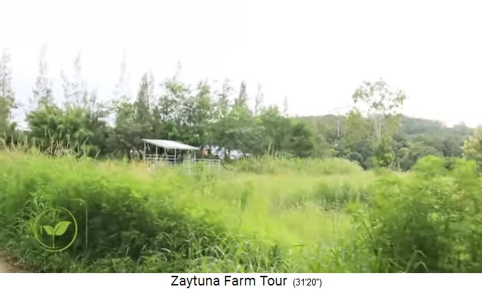 Zaytuna Farm (Australia), pasture and
                    dairy station