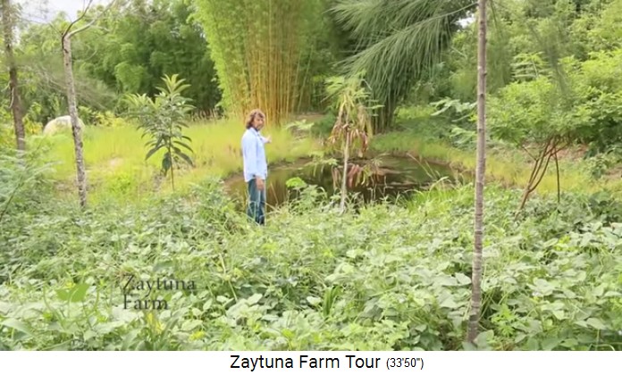 Zaytuna
                    Farm (Australia), pond