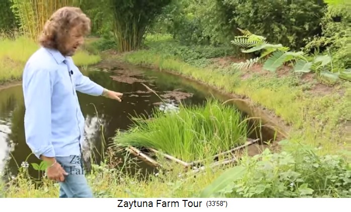 Zaytuna-Farm (Australien), pond with
                    swimming bamboo