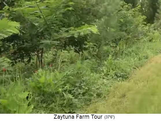 Zaytuna Farm
                    (Australia), forest garden is growing since 1 month