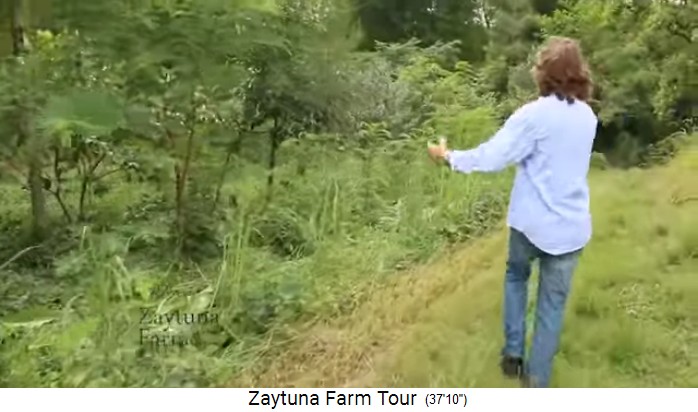 Zaytuna-Farm
                    (Australien), forest garden is growing since 1 month
                    02