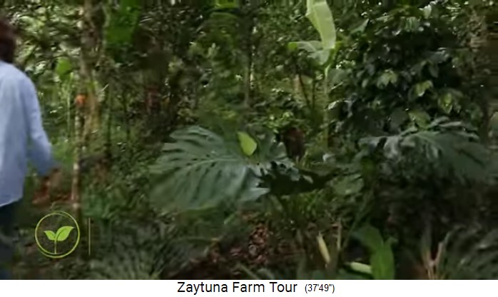 Zaytuna Farm (Australia),
                    old growth food forest interior 01