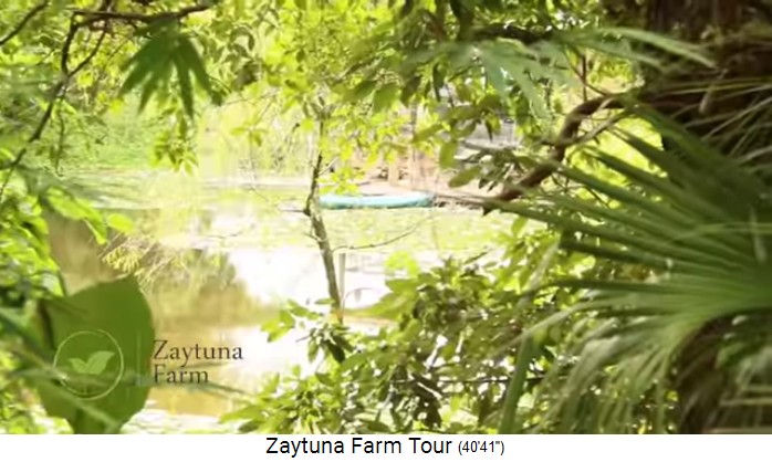 Zaytuna
                    Farm (Australia), pond