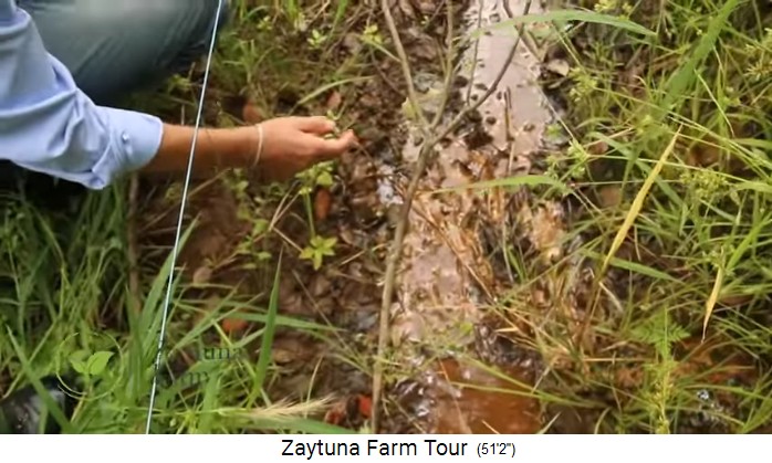 Zaytuna-Farm (Australien), iron
                    oxide in spring water