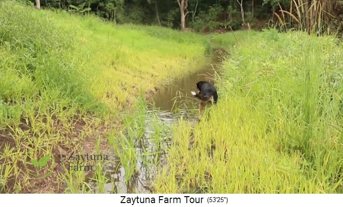 Zaytuna-Farm (Australien), water ditch