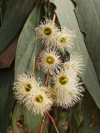 Eucalyptus melliodora, die Blätter und
                    die Blüten