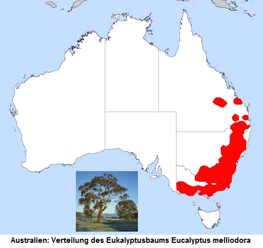 Karte von Australien mit dem
                    Verbreitungsgebiet des Eukalyptusbaums Eucalyptus
                    melliodora