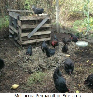 Melliodora 3 wöchiges
                        Volontariat, schwarze Hühner