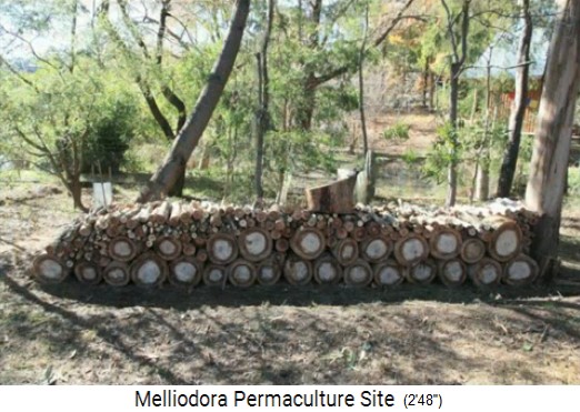 Melliodora 3
                    Wochen Volontariat, geschlagenes Holz von einem
                    gefällten Baum