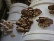 Melliodora, mushrooms grown in the kettle