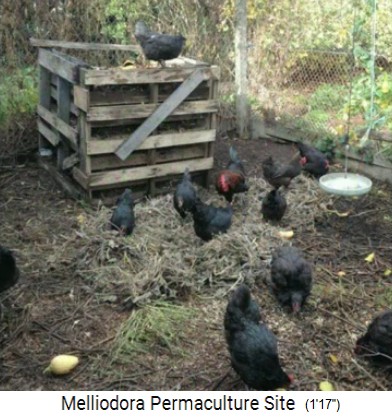 Melliodora 3 weeks volunteering,
                        black chicken