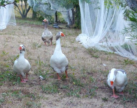 Melliodora, geese