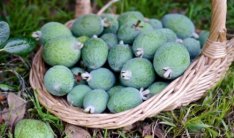 Brazil guave /
                    feijoas