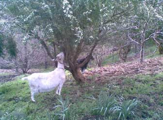 Melliodora, white goat eating from a tree